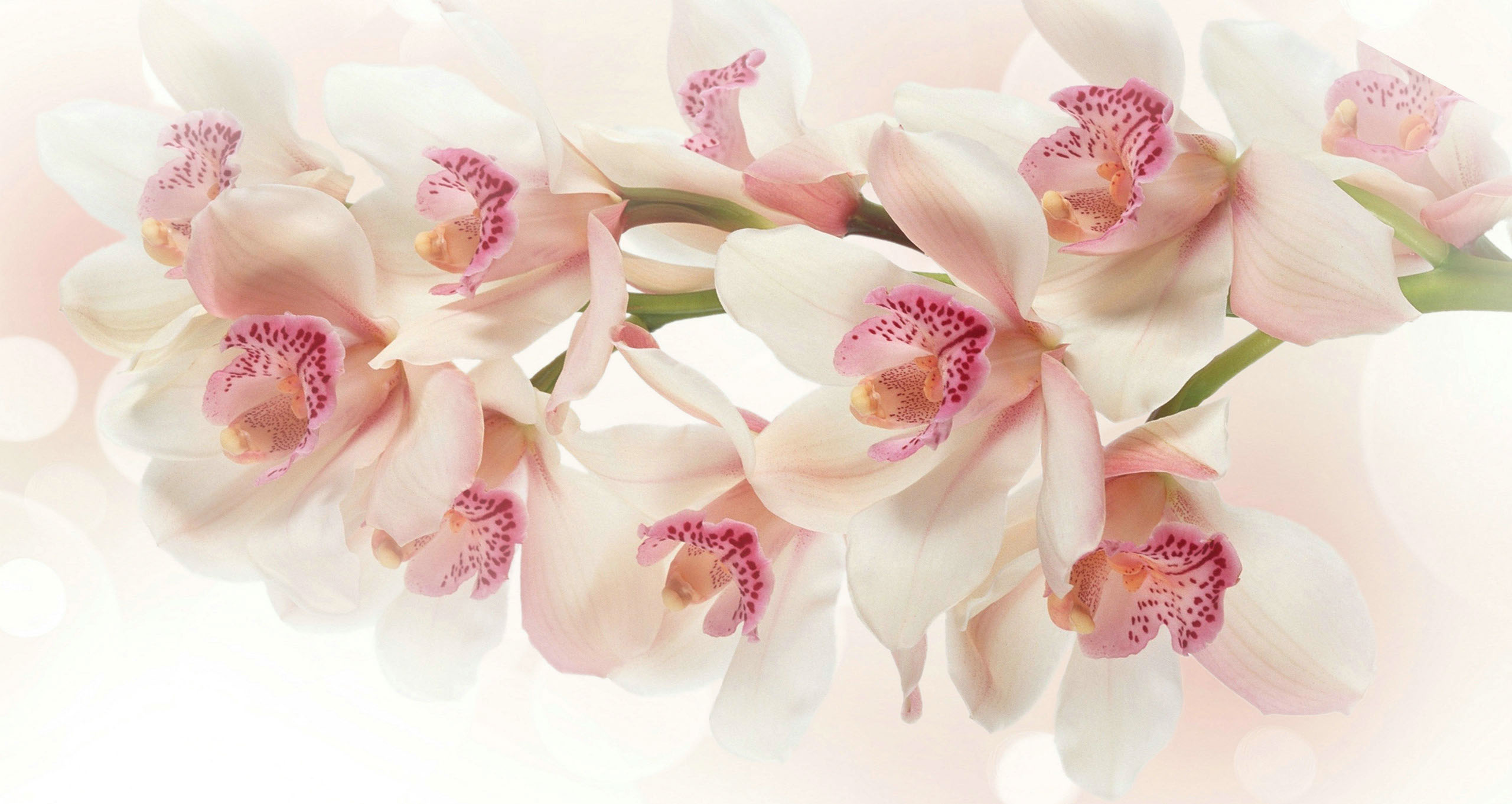 Bloemenwinkel Royal Flower in Zeist, Bruidsbloemen, Bruidsboeket, Rouwarrangementen, Zakelijke Receptieboeketten, Bloembinderij.